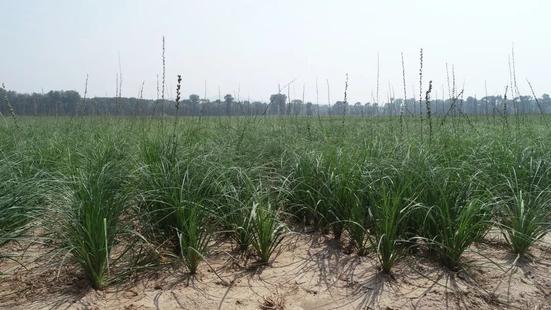 适合河南种植致富项目_河南种植什么赚钱_河南种植致富门路