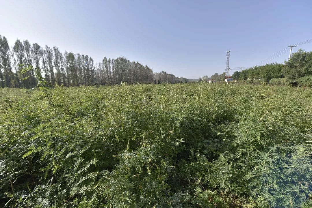 适合河南种植致富项目_河南种植致富门路_河南种植什么赚钱