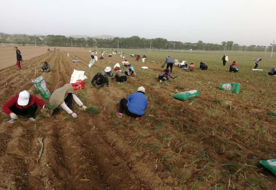 河南种植致富门路_河南种植什么赚钱_适合河南种植致富项目