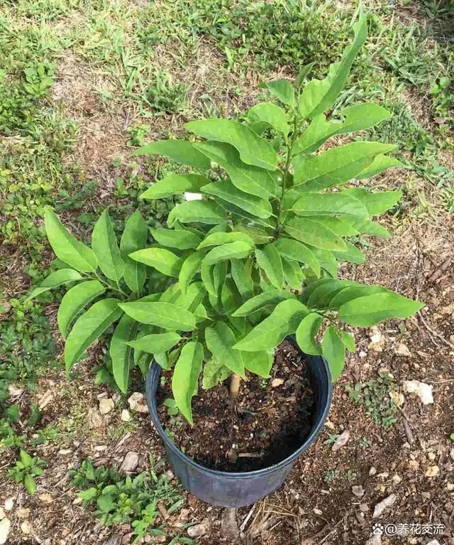 种植荔枝的方法_种子种植荔枝技术视频_番荔枝种子种植技术