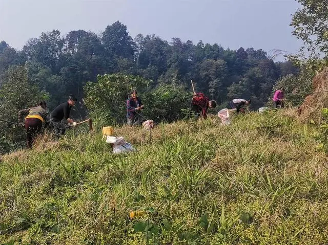 3000亩仙茅丰收 四川宜宾叙州区中药材种植面积已达9万亩，一产年产值已超1.5亿元