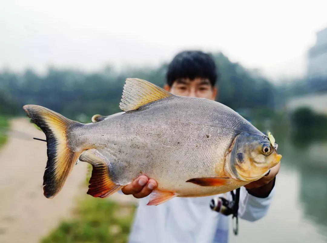 淡水白鲳鱼的养殖技术_淡水白鲳养殖技术密度_淡水白鲳养殖视频