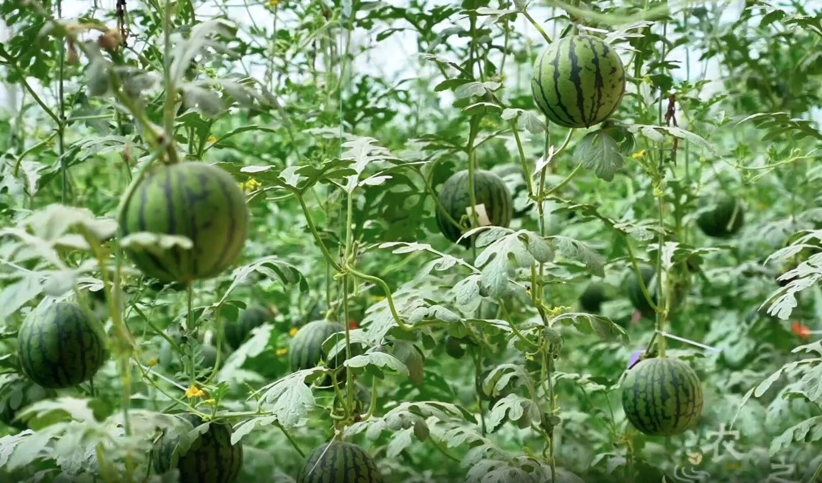 水稻种植加盟_枣庄种植致富稻_山东水稻种植