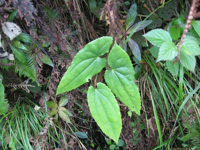 仙茅种植及每亩产量_种植仙茅收入致富_仙茅亩产量收入多少