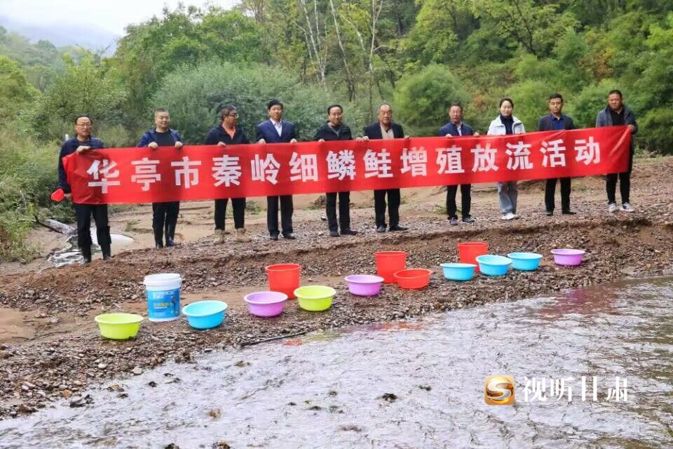 养殖细鳞鱼多少钱一斤_细鳞鲑养殖技术书籍_细鳞鲑鱼苗哪里有卖的