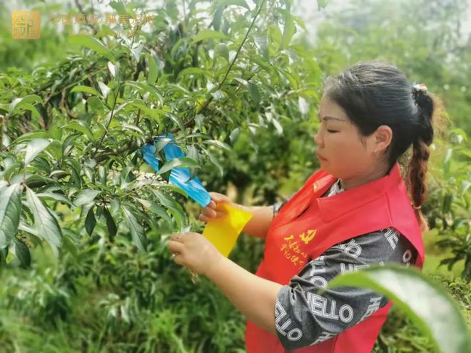 草鸡养殖致富故事_致富经种草养鸡_致富养殖故事草鸡视频