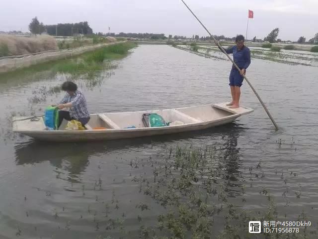 江苏哪里养殖河蟹最多_江苏螃蟹养殖_苏南地区河蟹养殖技术