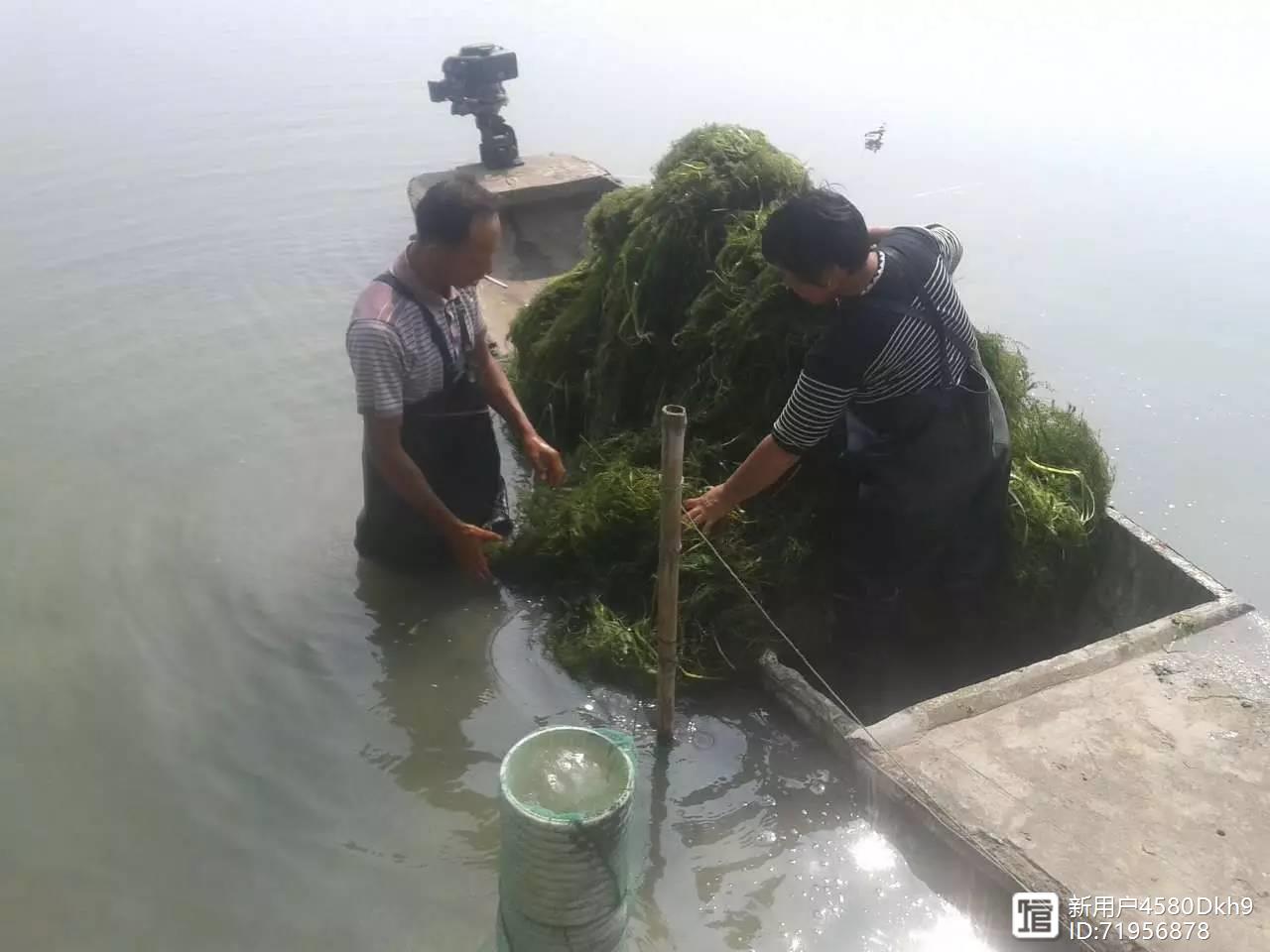 江苏螃蟹养殖_苏南地区河蟹养殖技术_江苏哪里养殖河蟹最多