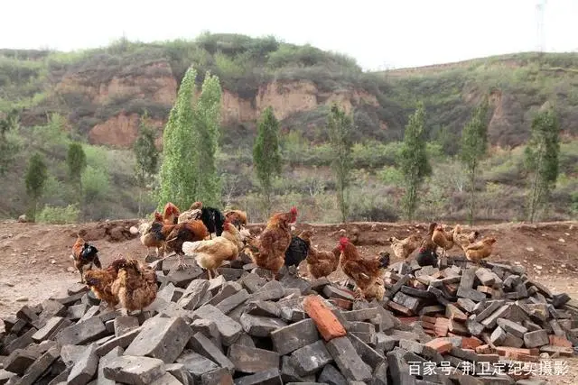 养鸡致富的故事_致富经养殖鸡视频_草鸡养殖致富故事