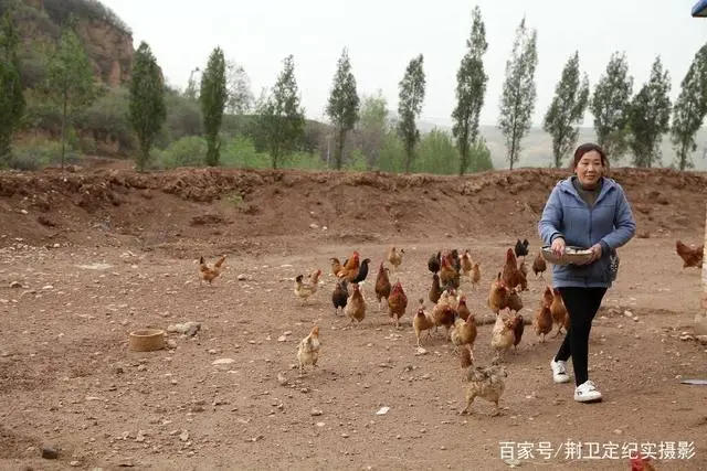 致富经养殖鸡视频_养鸡致富的故事_草鸡养殖致富故事