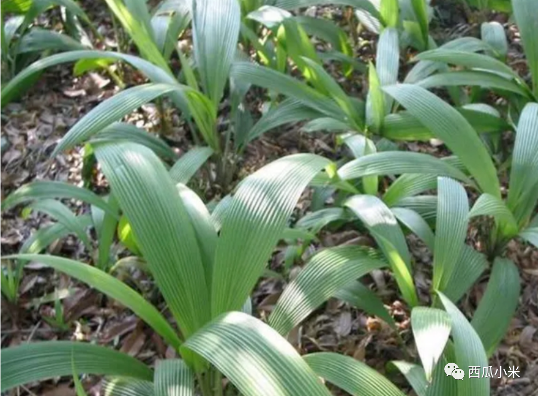 仙茅亩产量收入多少_人工种植仙茅亩产量_种植仙茅收入致富