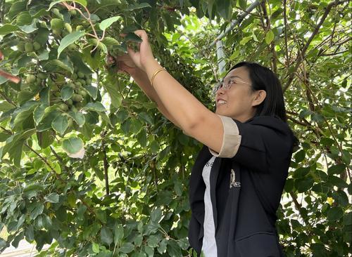 软枣子种植_致富种植软枣好吗_致富经软枣种植