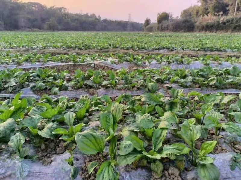 韶关乐昌长来：中草药种植开出“致富花”