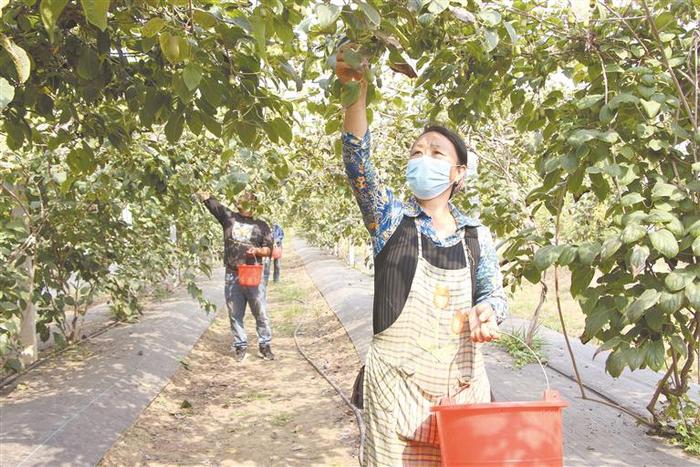 高阳县：特色种植结出“致富果”