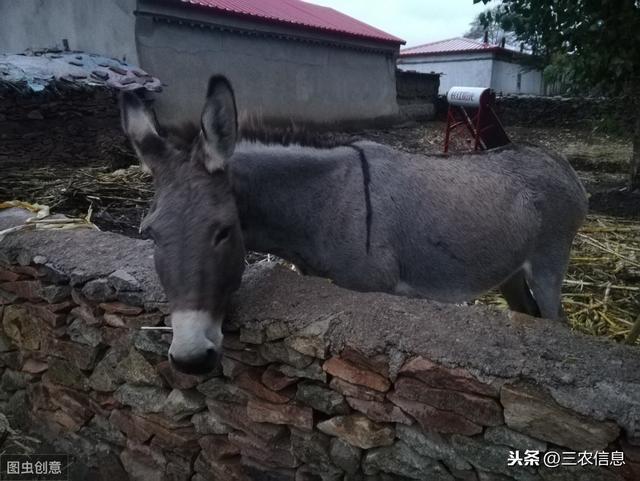 想通过养殖赚钱？这几个“特种养殖”项目值得考虑