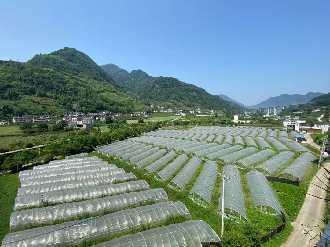 泸州适合种植农作物_泸县种植大户的信息_泸州致富项目种植