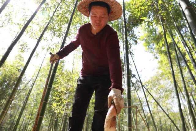 笋竹大棚种植技术与管理_笋竹大棚种植技术要点_大棚竹笋种植技术