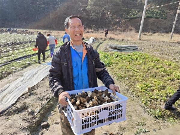 黄山学院：“高值”食用菌撑起乡村“致富伞”