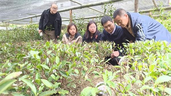 种植致富伞视频_种植致富伞视频_种植致富伞视频