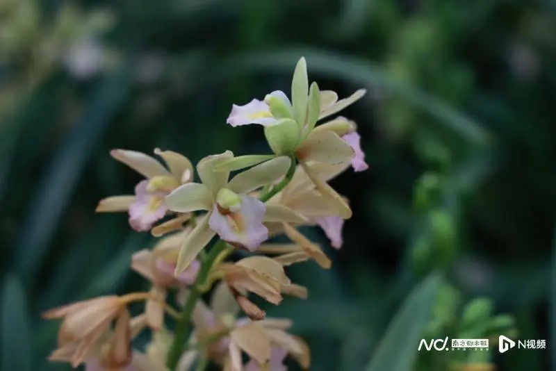 致富经兰花种植视频_养兰致富_城固种植兰花致富