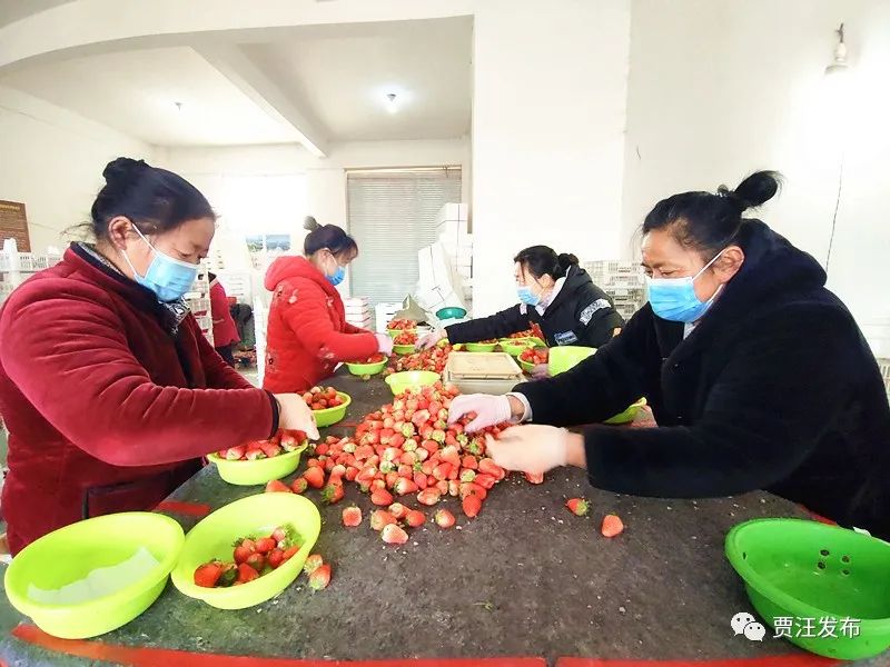 草莓地种植致富_草莓种植致富经_种植草莓园