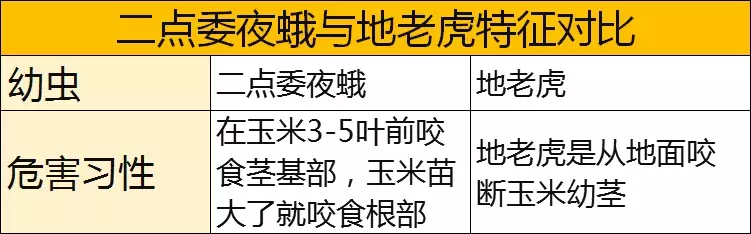 豆虫的养殖技术视频_豆虫养殖技术视频直播_豆虫养殖前景