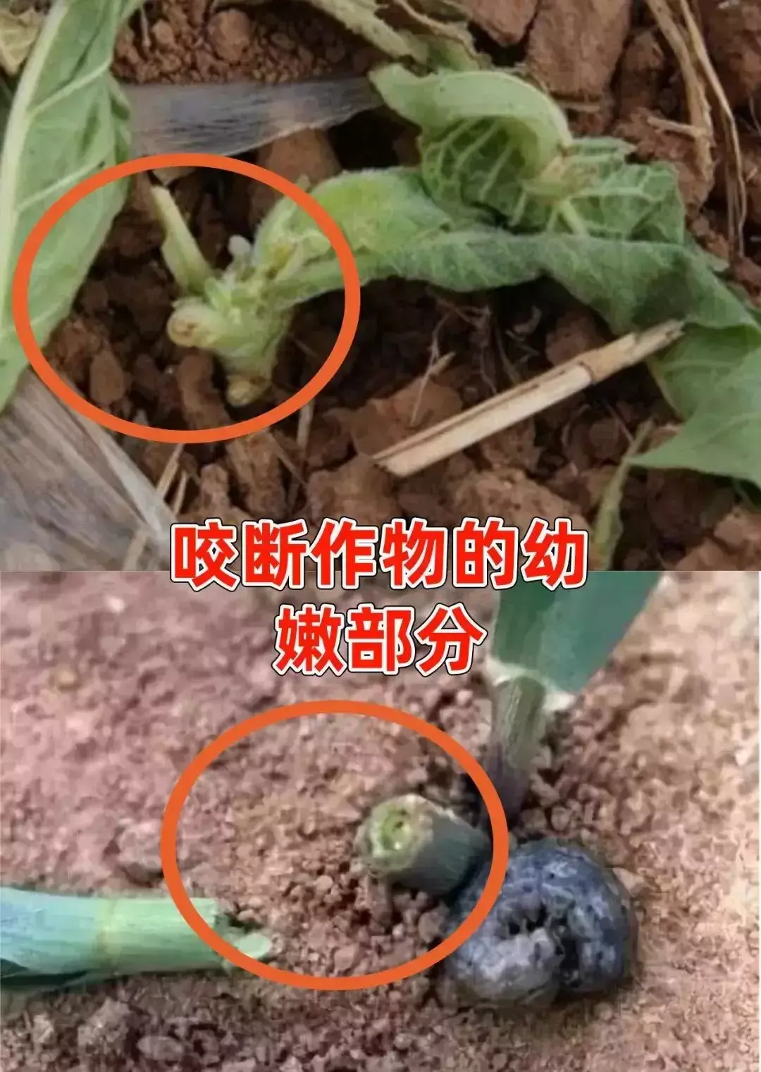 豆虫养殖技术视频直播_豆虫的养殖技术视频_豆虫养殖前景