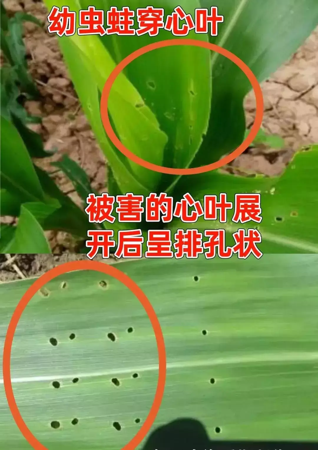 豆虫养殖前景_豆虫的养殖技术视频_豆虫养殖技术视频直播