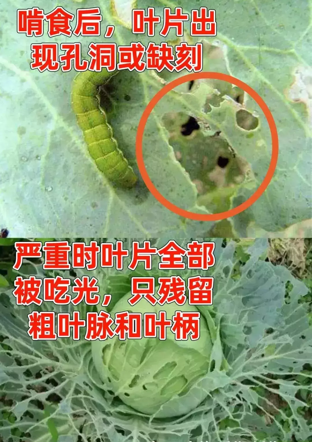 豆虫养殖技术视频直播_豆虫养殖前景_豆虫的养殖技术视频