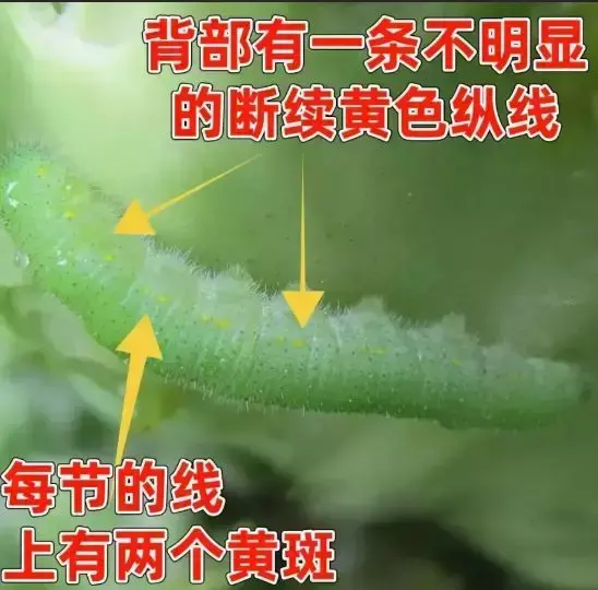 豆虫的养殖技术视频_豆虫养殖技术视频直播_豆虫养殖前景