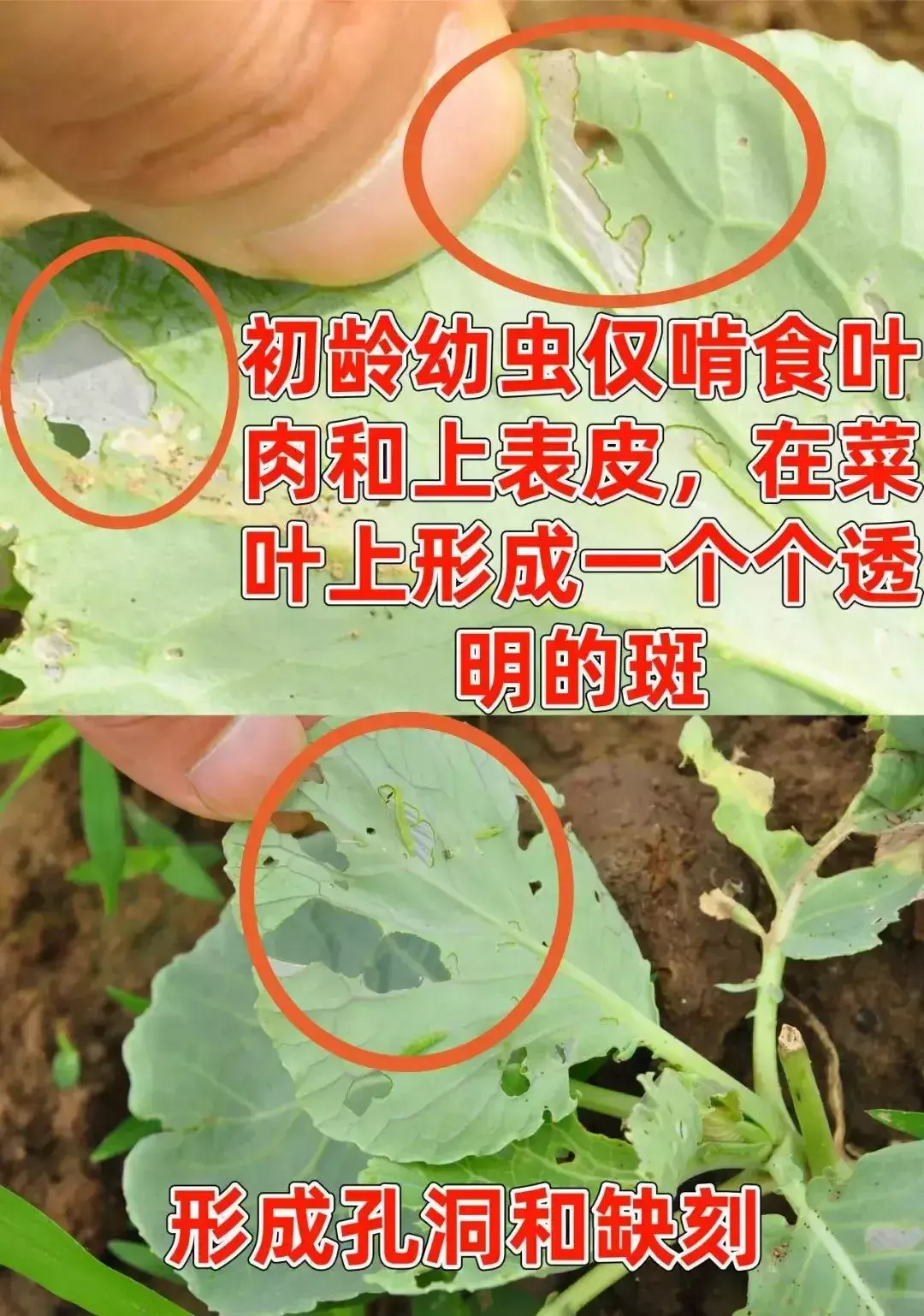 豆虫养殖前景_豆虫养殖技术视频直播_豆虫的养殖技术视频