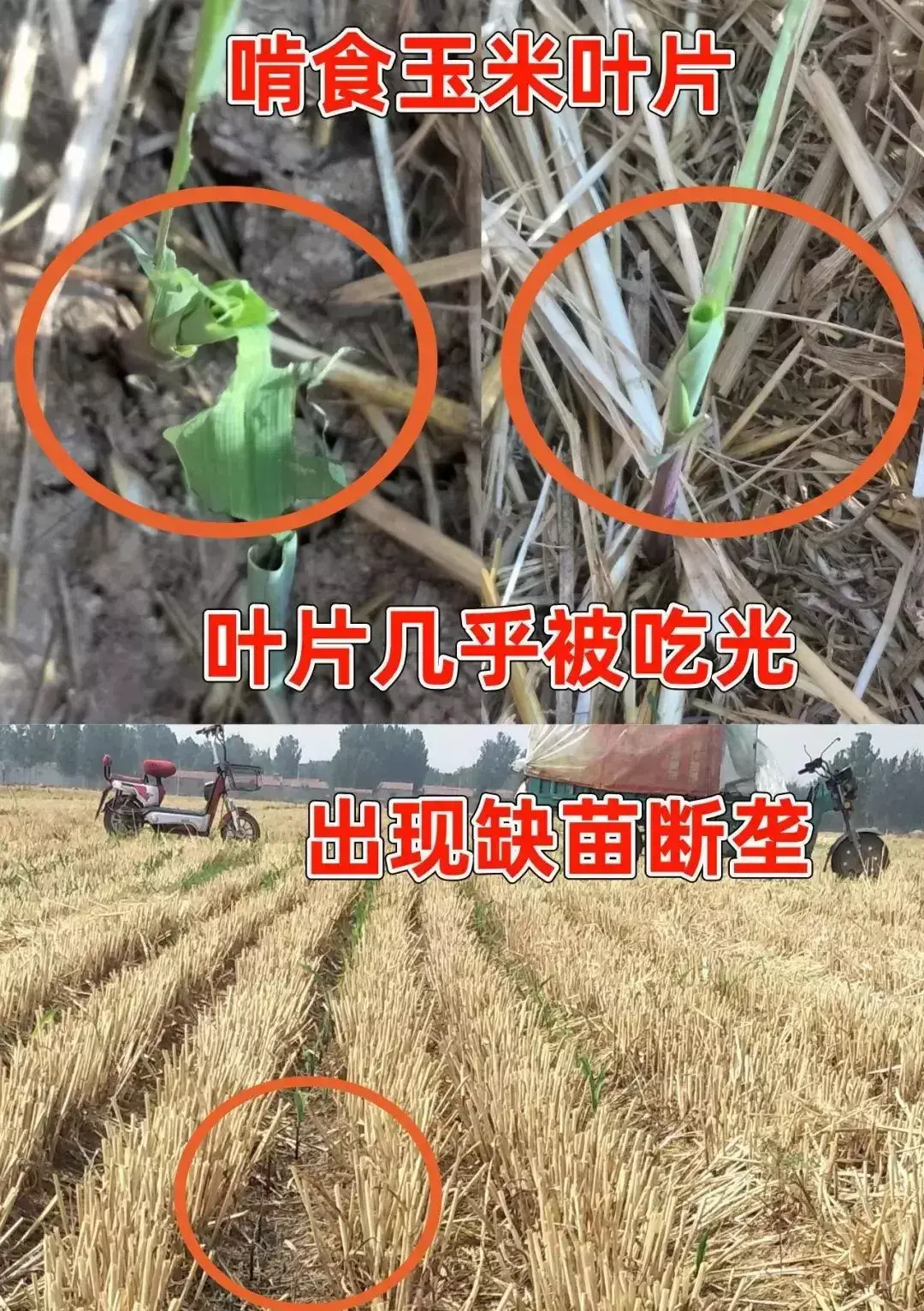 豆虫养殖技术视频直播_豆虫养殖前景_豆虫的养殖技术视频