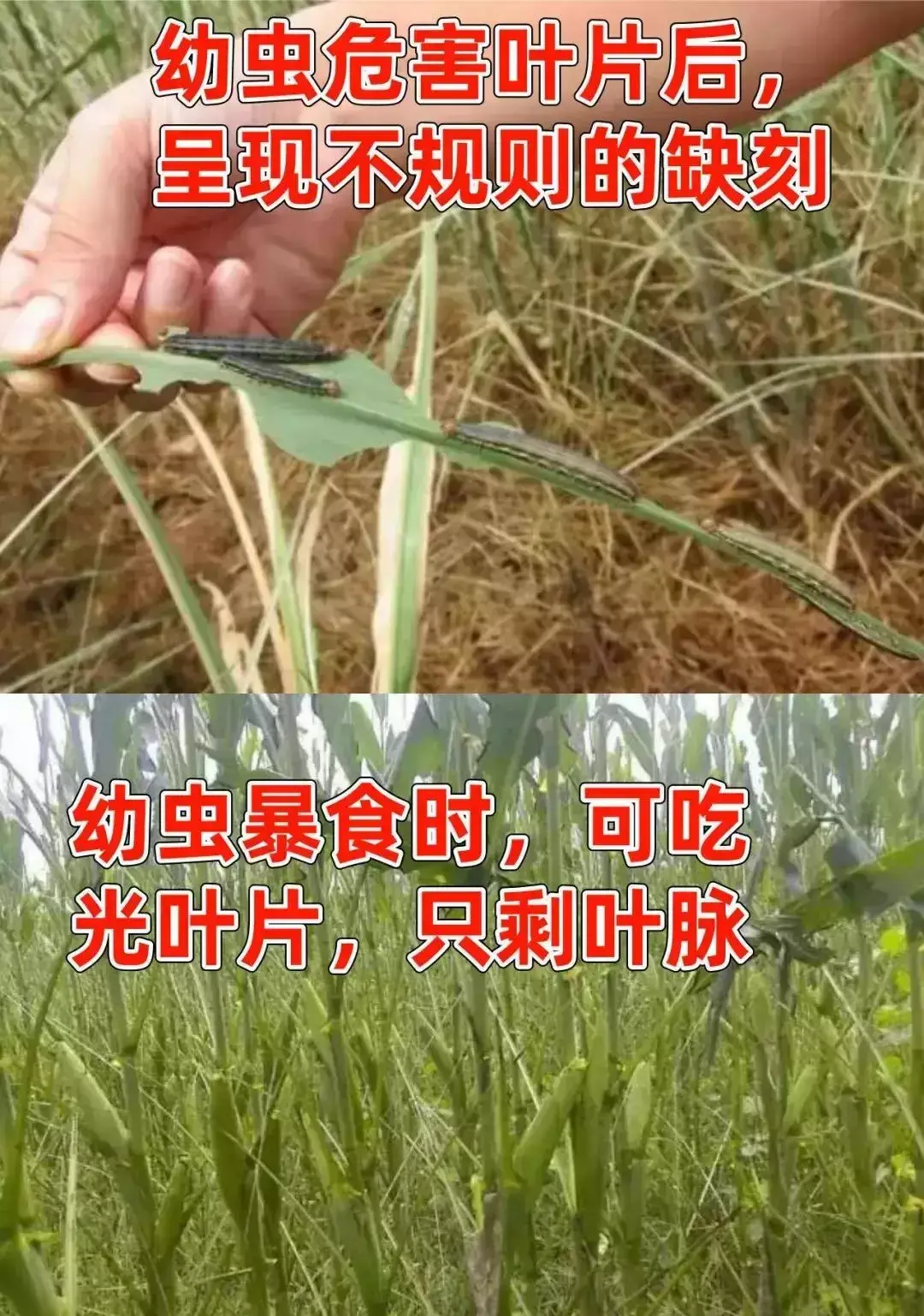 豆虫养殖技术视频直播_豆虫的养殖技术视频_豆虫养殖前景