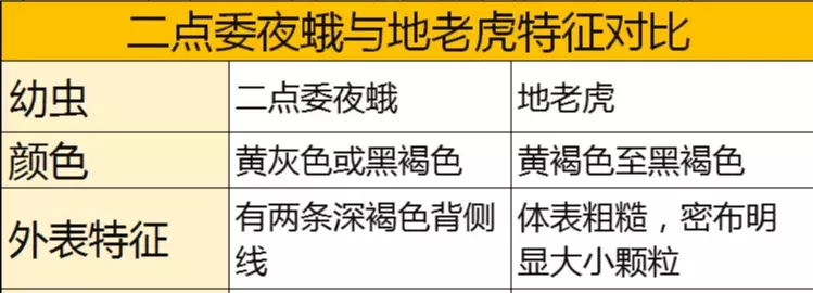 豆虫的养殖技术视频_豆虫养殖技术视频直播_豆虫养殖前景