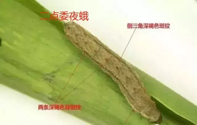 豆虫养殖技术视频直播_豆虫养殖前景_豆虫的养殖技术视频