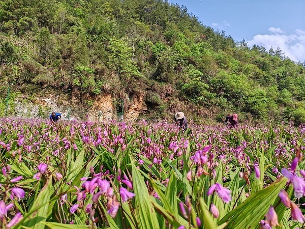 种植白芨前景_致富种植白芨_种植白芨致富项目