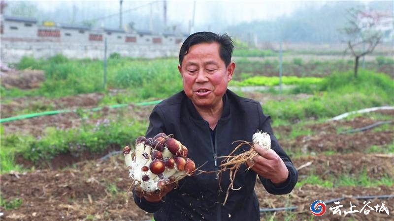 种植致富伞视频_种植致富伞视频_种植致富伞视频