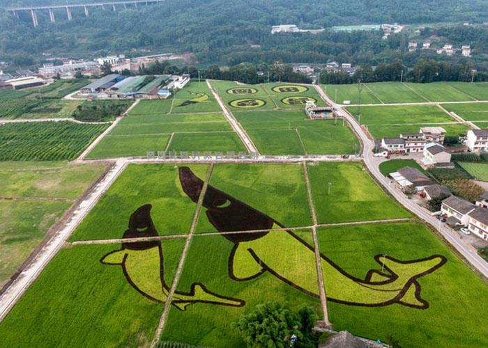 聚力中药材产业发展 走出增收致富新路子 ——芦山县宝盛乡中坝村村民李张返乡创业的故事