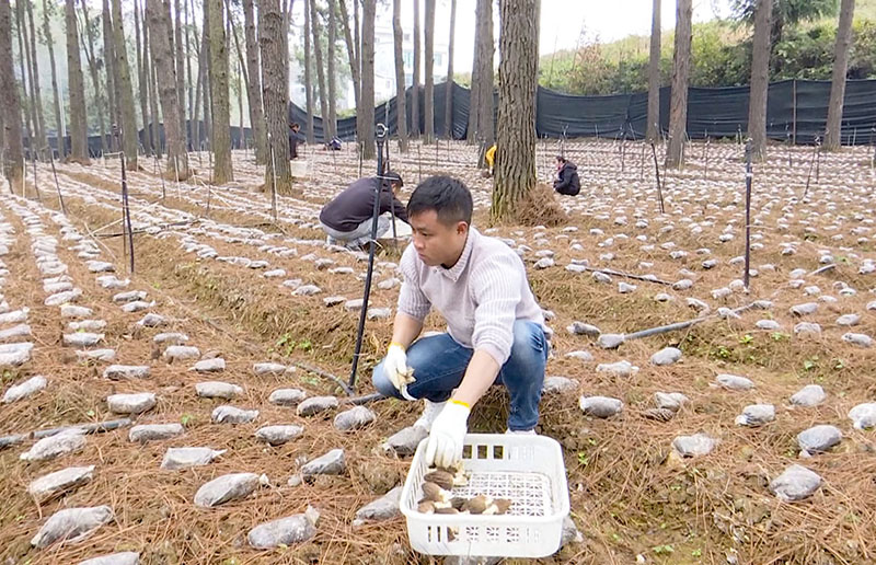 致富种植白芨_致富种植白芨视频_致富种植白芨图片