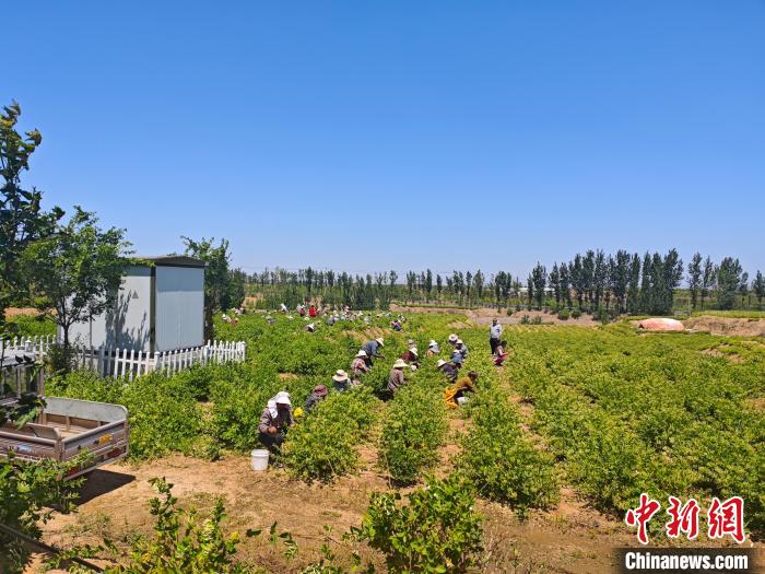 山东特色种植产业迎丰收 撑起乡村民众“致富伞”