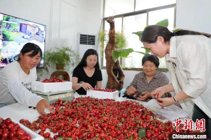 种植致富伞视频_种植致富伞视频_种植致富伞视频