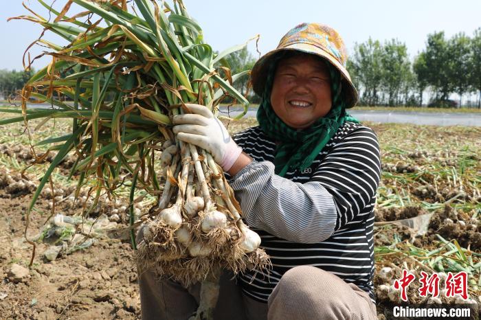 种植致富伞视频_种植致富伞视频_种植致富伞视频