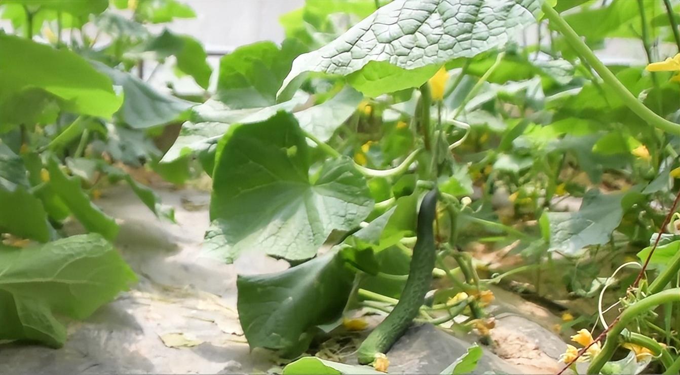 种植青瓜技术视频_种植青瓜技术_种植青瓜的技术和方法