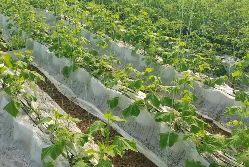 种植青瓜的技术和方法_种植青瓜技术_种植青瓜技术视频