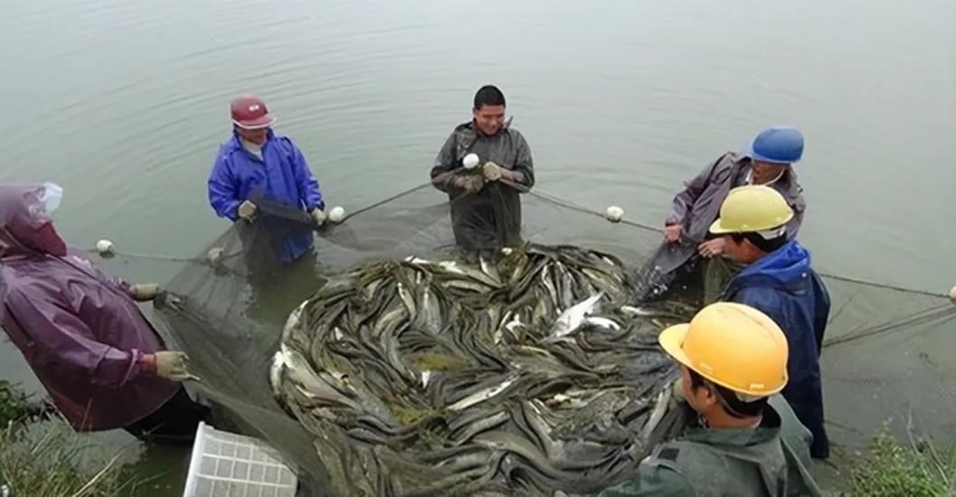 养鱼致富经_卖鱼赚钱_致富经有一个卖鱼的