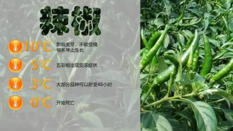 温室大棚香椿种植视频_温室香椿种植技术视频_棚栽香椿视频技术