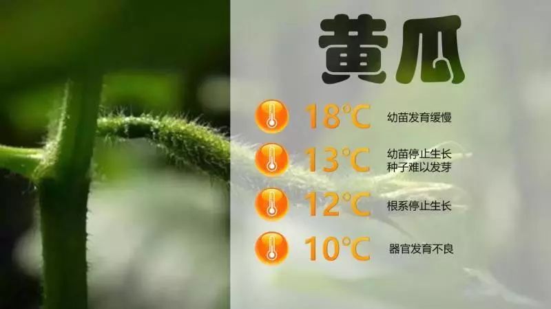 温室香椿种植技术视频_温室大棚香椿种植视频_棚栽香椿视频技术