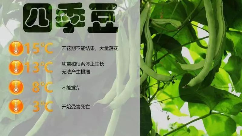 温室大棚香椿种植视频_温室香椿种植技术视频_棚栽香椿视频技术