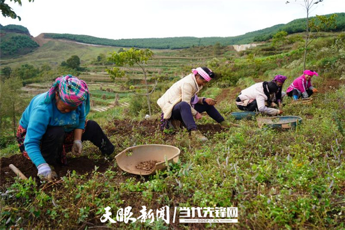 【脱贫攻坚·村村道】赫章柏杨村：大力发展高效种养殖产业 同心共画致富梦