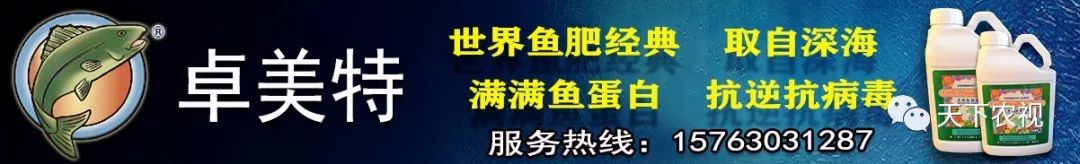 温室香椿芽种植_温室香椿亩种植多少棵_温室香椿种植技术视频